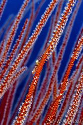 Tiny Goby with Parasite on whip gorgonian on Bangka Islan... by Dr Bob Whorton 